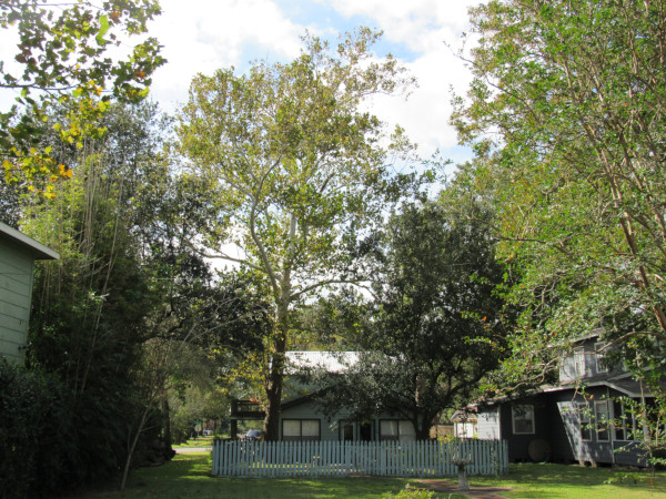 the sycamore next to my house