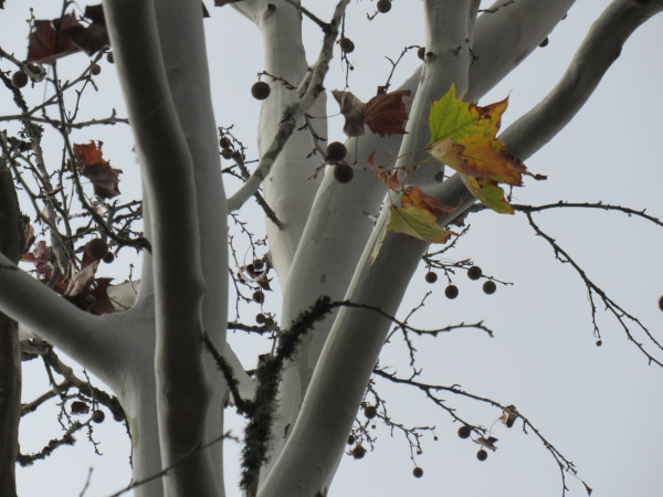 the sycamore's white bark