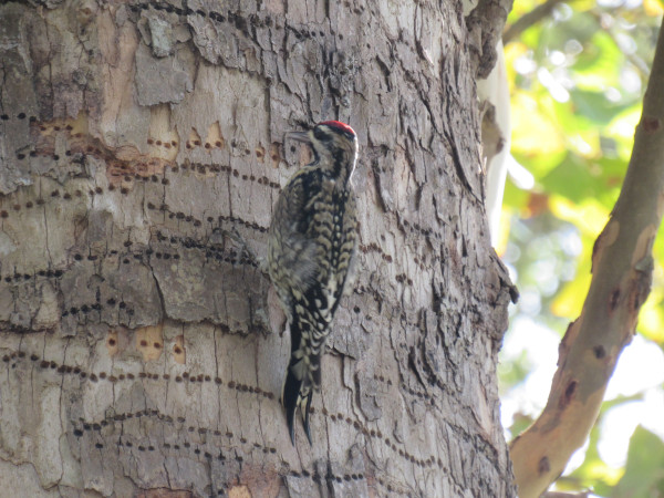 yellow-bellied sap-sucker on my tree